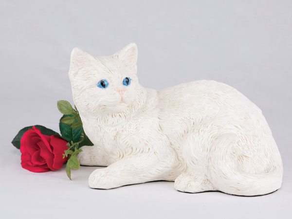 Shorthair Cat - All White