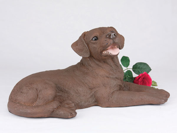 Labrador Retriever, Chocolate